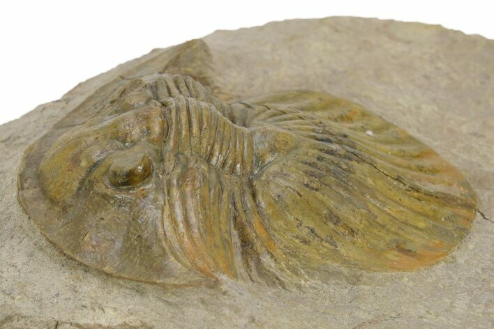 Rare, Platyscutellum Massai Trilobite - Aatchana, Morocco #381468